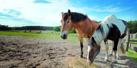 Ponyreiten